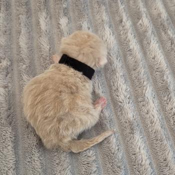 chaton Exotic Shorthair cream Collier noir Chatterie Katzarolli