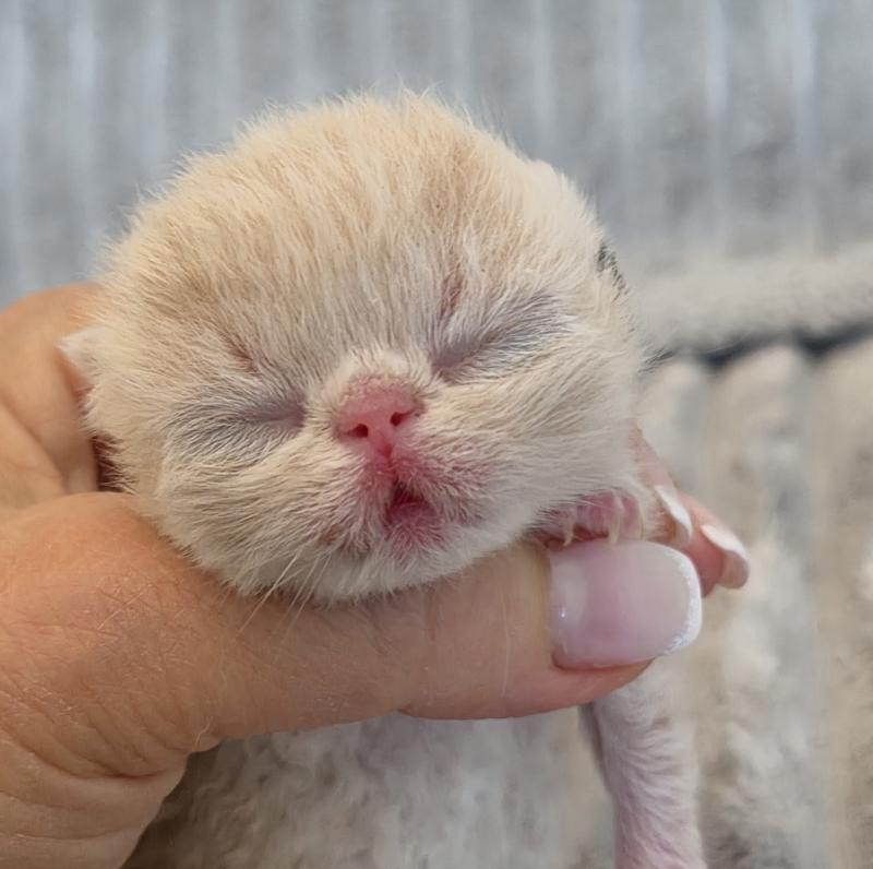 Collier noir Mâle Exotic Shorthair