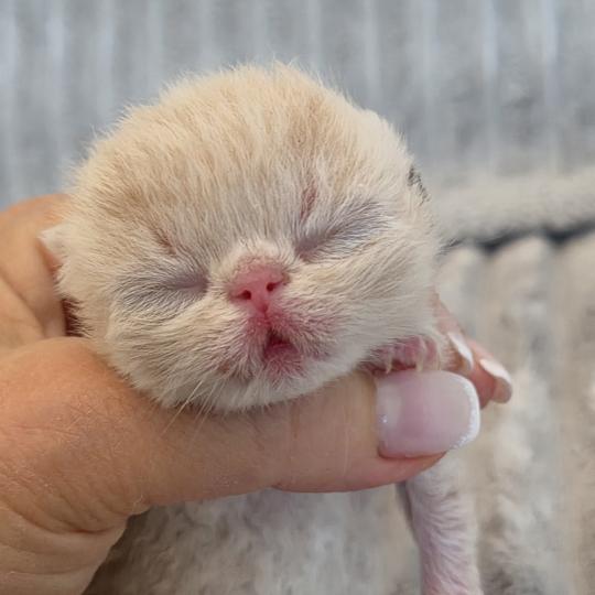 Collier noir Mâle Exotic Shorthair