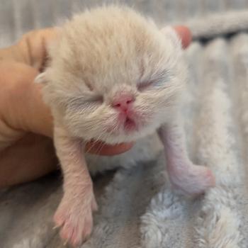 chaton Exotic Shorthair cream Collier noir Chatterie Katzarolli
