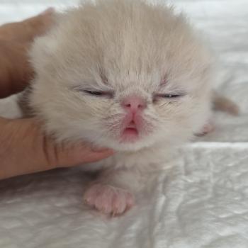 chaton Exotic Shorthair cream Collier noir Chatterie Katzarolli