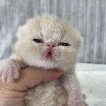 chaton Exotic Shorthair cream Collier noir Chatterie Katzarolli