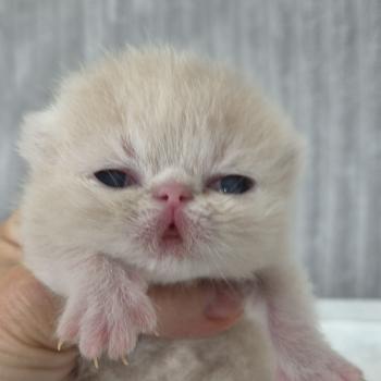 chaton Exotic Shorthair cream Collier noir Chatterie Katzarolli