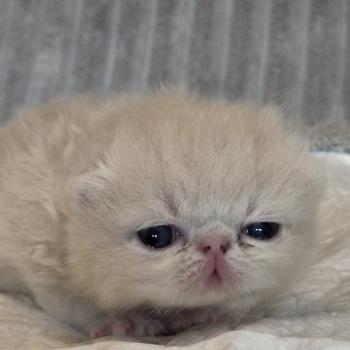 chaton Exotic Shorthair cream Collier noir Chatterie Katzarolli