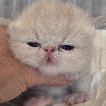 chaton Exotic Shorthair cream Collier noir Chatterie Katzarolli