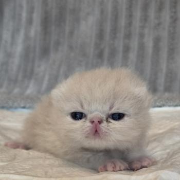 chaton Exotic Shorthair cream Collier noir Chatterie Katzarolli