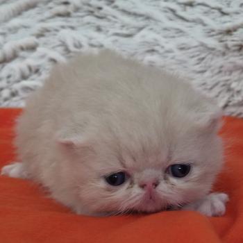 chaton Exotic Shorthair cream Collier noir Chatterie Katzarolli