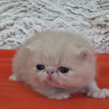 chaton Exotic Shorthair cream Collier noir Chatterie Katzarolli