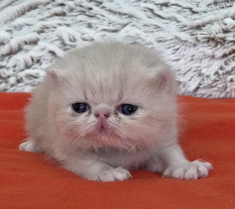 Collier noir Mâle Exotic Shorthair