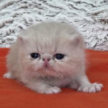 chaton Exotic Shorthair cream Collier noir Chatterie Katzarolli