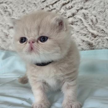 chaton Exotic Shorthair cream Collier noir Chatterie Katzarolli
