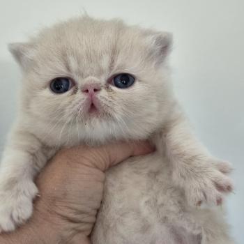 chaton Exotic Shorthair cream Collier noir Chatterie Katzarolli