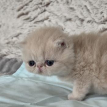 chaton Exotic Shorthair cream Collier noir Chatterie Katzarolli