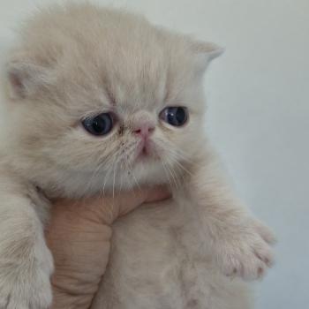 chaton Exotic Shorthair cream Collier noir Chatterie Katzarolli