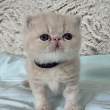 chaton Exotic Shorthair cream Collier noir Chatterie Katzarolli