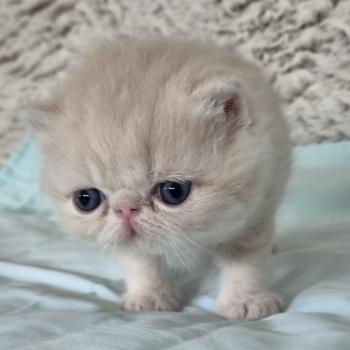 chaton Exotic Shorthair cream Collier noir Chatterie Katzarolli