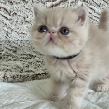chaton Exotic Shorthair cream Bambou Chatterie Katzarolli