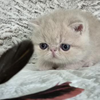 chaton Exotic Shorthair cream Bambou Chatterie Katzarolli