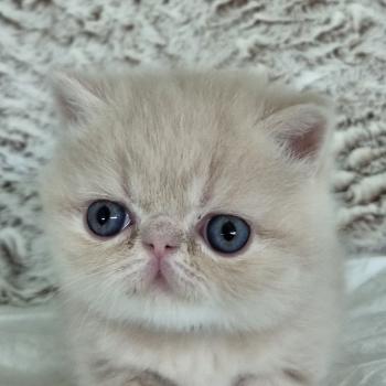 chaton Exotic Shorthair cream Bambou Chatterie Katzarolli