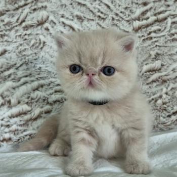 chaton Exotic Shorthair cream Bambou Chatterie Katzarolli