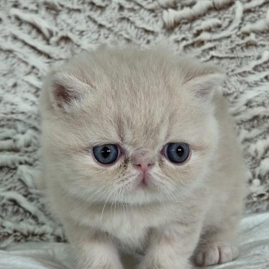 Bambou Mâle Exotic Shorthair