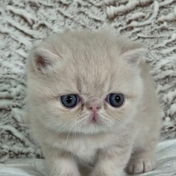 chaton Exotic Shorthair cream Bambou Chatterie Katzarolli