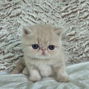 chaton Exotic Shorthair cream Bambou Chatterie Katzarolli