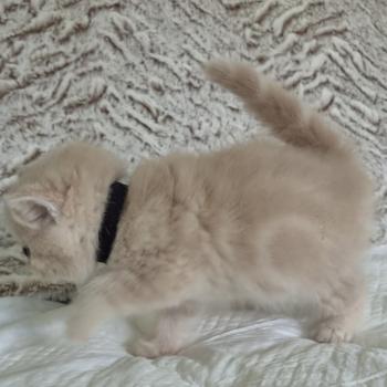 chaton Exotic Shorthair cream Bambou Chatterie Katzarolli