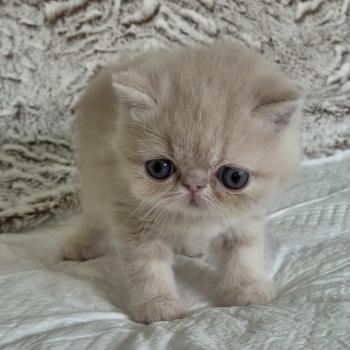 chaton Exotic Shorthair cream Bambou Chatterie Katzarolli