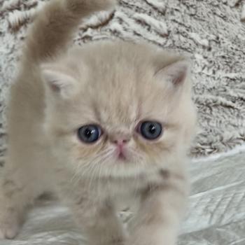 chaton Exotic Shorthair cream Bambou Chatterie Katzarolli