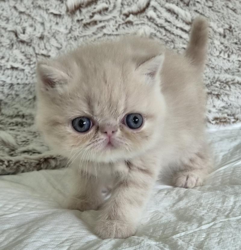 Bambou Mâle Exotic Shorthair