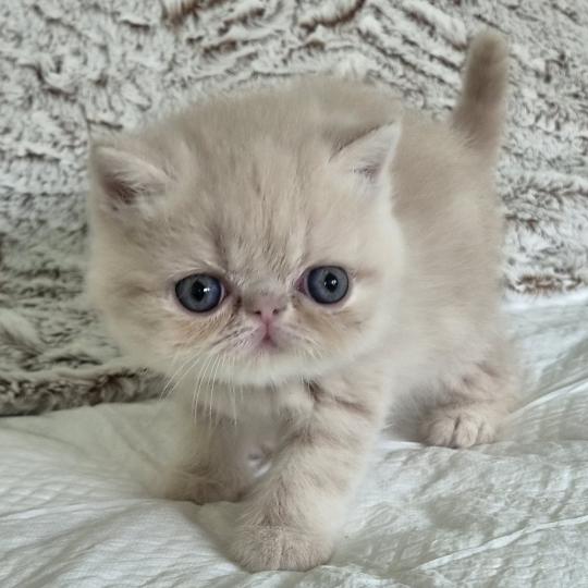 Bambou Mâle Exotic Shorthair