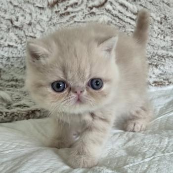 chaton Exotic Shorthair cream Bambou Chatterie Katzarolli