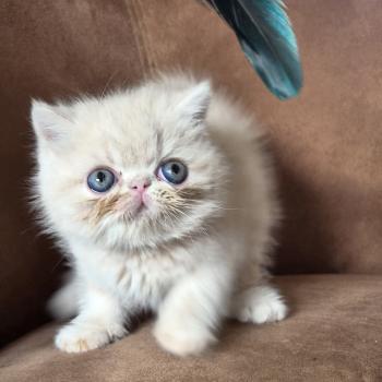chaton Exotic Shorthair cream Bambou Chatterie Katzarolli