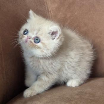 chaton Exotic Shorthair cream Bambou Chatterie Katzarolli