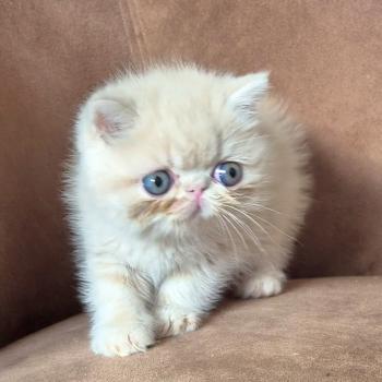 chaton Exotic Shorthair cream Bambou Chatterie Katzarolli