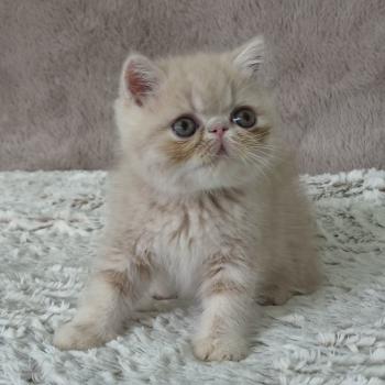 chaton Exotic Shorthair cream Bambou Chatterie Katzarolli