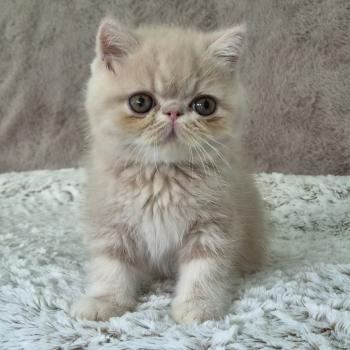 chaton Exotic Shorthair cream Bambou Chatterie Katzarolli