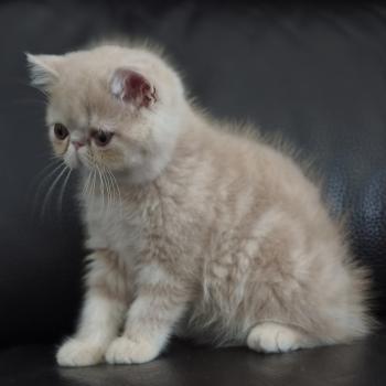 chaton Exotic Shorthair cream Bambou Chatterie Katzarolli