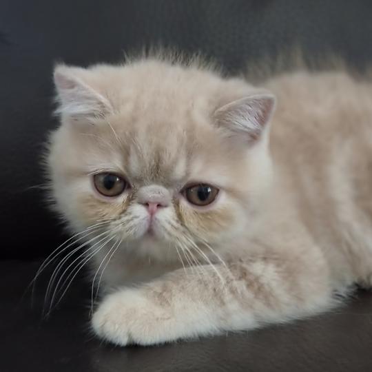 Bambou Mâle Exotic Shorthair