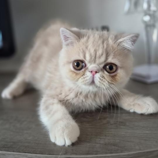 Bambou Mâle Exotic Shorthair