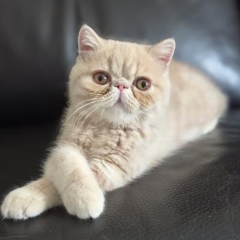 chaton Exotic Shorthair cream Bambou Chatterie Katzarolli