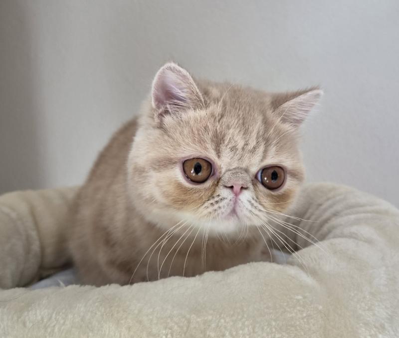 Bambou Mâle Exotic Shorthair