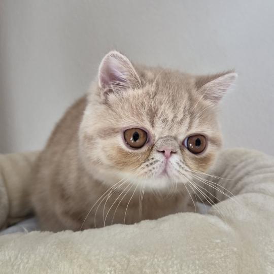 Bambou Mâle Exotic Shorthair