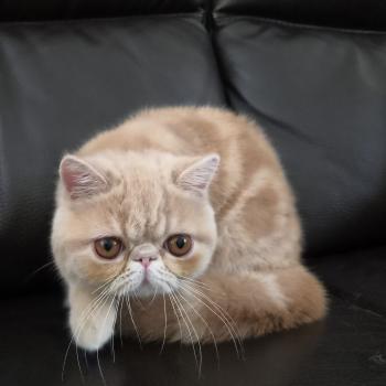 chaton Exotic Shorthair cream Bambou Chatterie Katzarolli