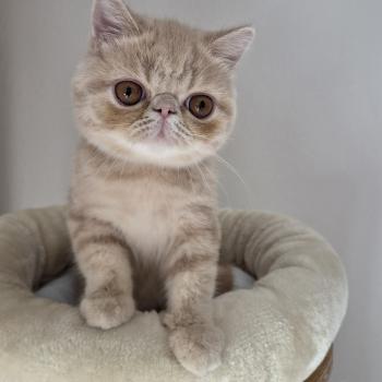chaton Exotic Shorthair cream Bambou Chatterie Katzarolli