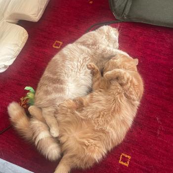 chaton Exotic Shorthair cream Bambou Chatterie Katzarolli