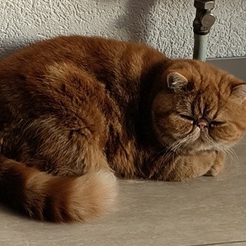 chaton Exotic Shorthair red blotched tabby Upsy Chatterie Katzarolli chaton Exotic Shorthair red blotched tabby Upsy Chatterie Katzarolli