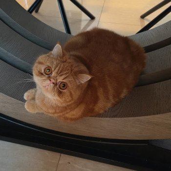 chaton Exotic Shorthair red blotched tabby Upsy Chatterie Katzarolli chaton Exotic Shorthair red blotched tabby Upsy Chatterie Katzarolli