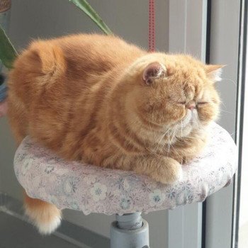 chaton Exotic Shorthair red blotched tabby Upsy Chatterie Katzarolli